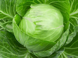 FALL 2025 CSA